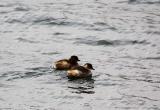 Little Grebe