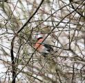 Common Bullfinch