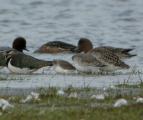 Dunlin