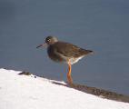 Common Redshank