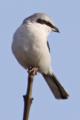 Great Grey Shrike