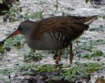 Water Rail