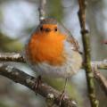 European Robin