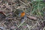 European Robin