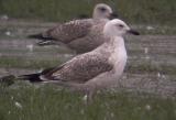 Caspian Gull