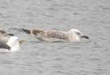 Caspian Gull