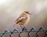 Stonechat