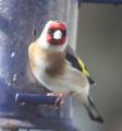 European Goldfinch