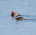 Red-crested Pochard