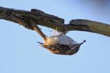 Eurasian Treecreeper