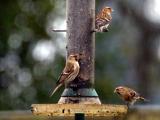 Lesser Redpoll