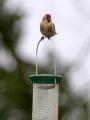 Lesser Redpoll