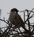 Eurasian Tree Sparrow