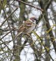 Eurasian Tree Sparrow