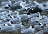 Mediterranean Gull
