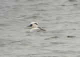 Smew