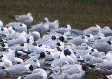 Mediterranean Gull