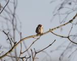 Eurasian Tree Sparrow