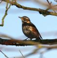 Redwing