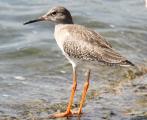 Common Redshank