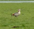 Egyptian Goose