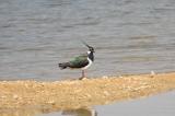 Northern Lapwing
