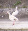 Egyptian Goose