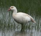 Egyptian Goose