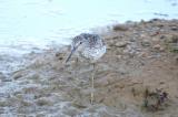 Common Greenshank