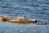 Black-headed Gull