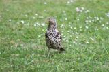 Mistle Thrush
