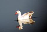 Egyptian Goose