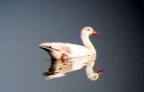 Egyptian Goose