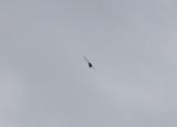 Common Swift