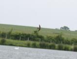 Sand Martin