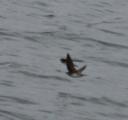 Barn Swallow