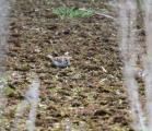 Eurasian Tree Sparrow