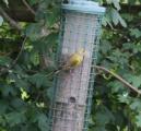 European Greenfinch