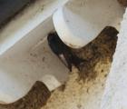 House Martin