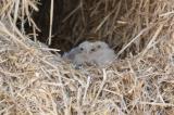 Common Kestrel