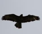 Common Buzzard