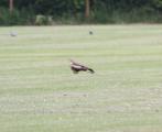 Red Kite