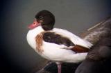 Common Shelduck