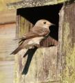 Spotted Flycatcher