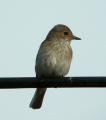 Spotted Flycatcher