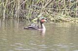 Great Crested Grebe