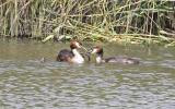 Great Crested Grebe