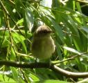 Eurasian Reed Warbler