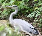 Grey Heron