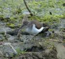 Common Sandpiper